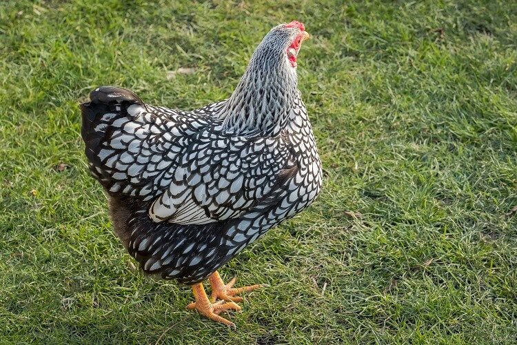 A-Silver-Laced-Wyandotte.jpeg