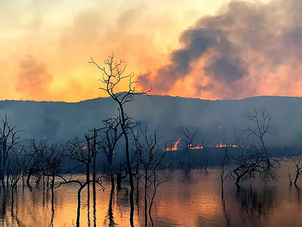 ಕುದುರೆಮುಖ ರಾಷ್ಟ್ರೀಯ ಪಾರ್ಕ್ ನಲ್ಲಿ ಕಾಡ್ಗಿಚ್ಚು, 15 ಹೆಕ್ಟೇರ್ ಅರಣ್ಯಭೂಮಿ ಬೆಂಕಿಗೆ ಆಹುತಿ: ಸ್ಥಳೀಯರ ಕೃತ್ಯ ಶಂಕೆ