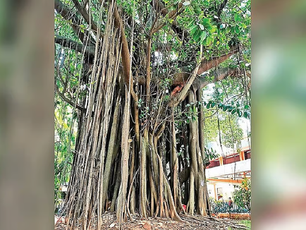 ಬೆಂಗಳೂರಿನಲ್ಲಿ 368 ಮರಗಳು ನೆಲಸಮ: ಕಂಟೋನ್ಮೆಂಟ್ ವಾಣಿಜ್ಯ ಯೋಜನೆಗೆ ವ್ಯಾಪಕ ಆಕ್ರೋಶ