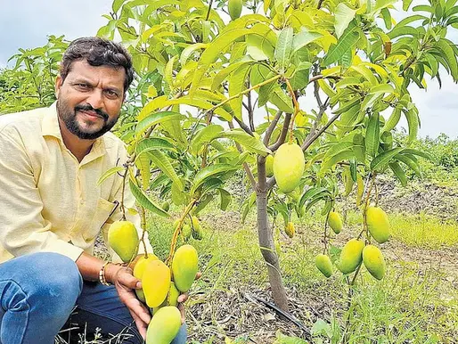 ವಿಜಯಪುರ: 'ಥೈಲ್ಯಾಂಡ್ ಮಾವಿನ ತಳಿ' ಬೆಳೆದು ವರ್ಷವಿಡೀ ಆದಾಯ ಗಳಿಕೆ; ರೈತ ನವೀನ್ ಯಶೋಗಾಥೆ!
