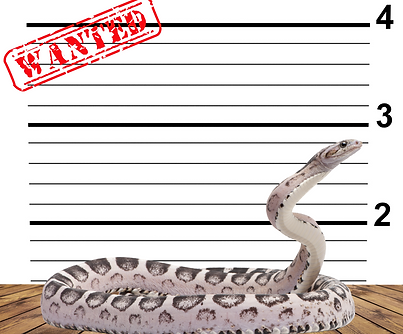 yılan.png