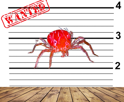 kırmızı örümcek.png