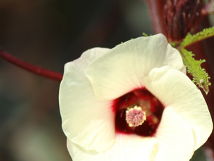 What Is Hibiscus? Benefits, Uses, and Why This Ancient Flower Is Gaining Popularity