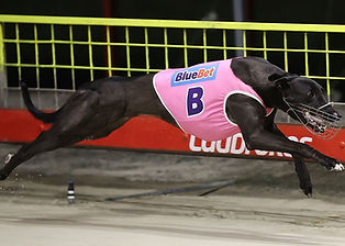 GOOD-ODDS-COBBER-7.11.2023-RACE-6-SH1-1-e1726185494733.jpg