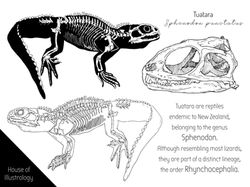Tuatara Study signature