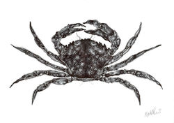 Crab