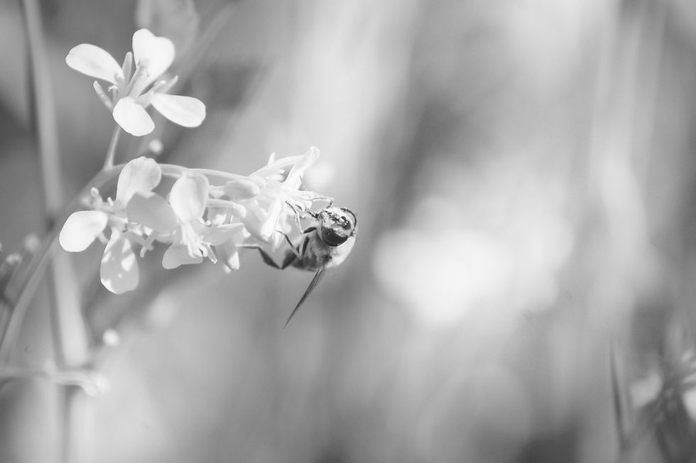 Bee on Flower