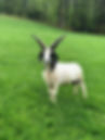 IMG_2084.jpeg