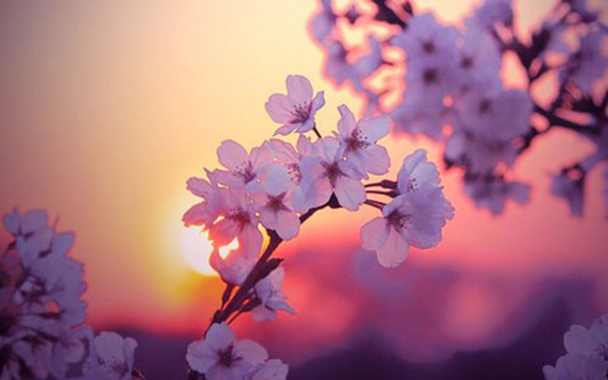 flower-screensaver-wallpaper-preview.jpg