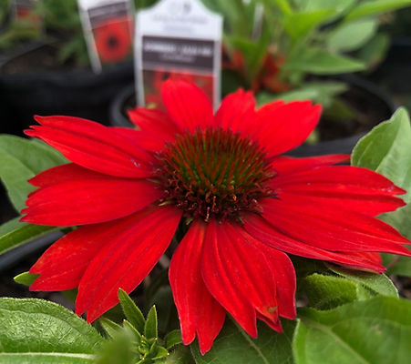 Echinacea Coneflower Salsa Red.jpg