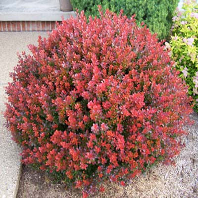 Barberry
