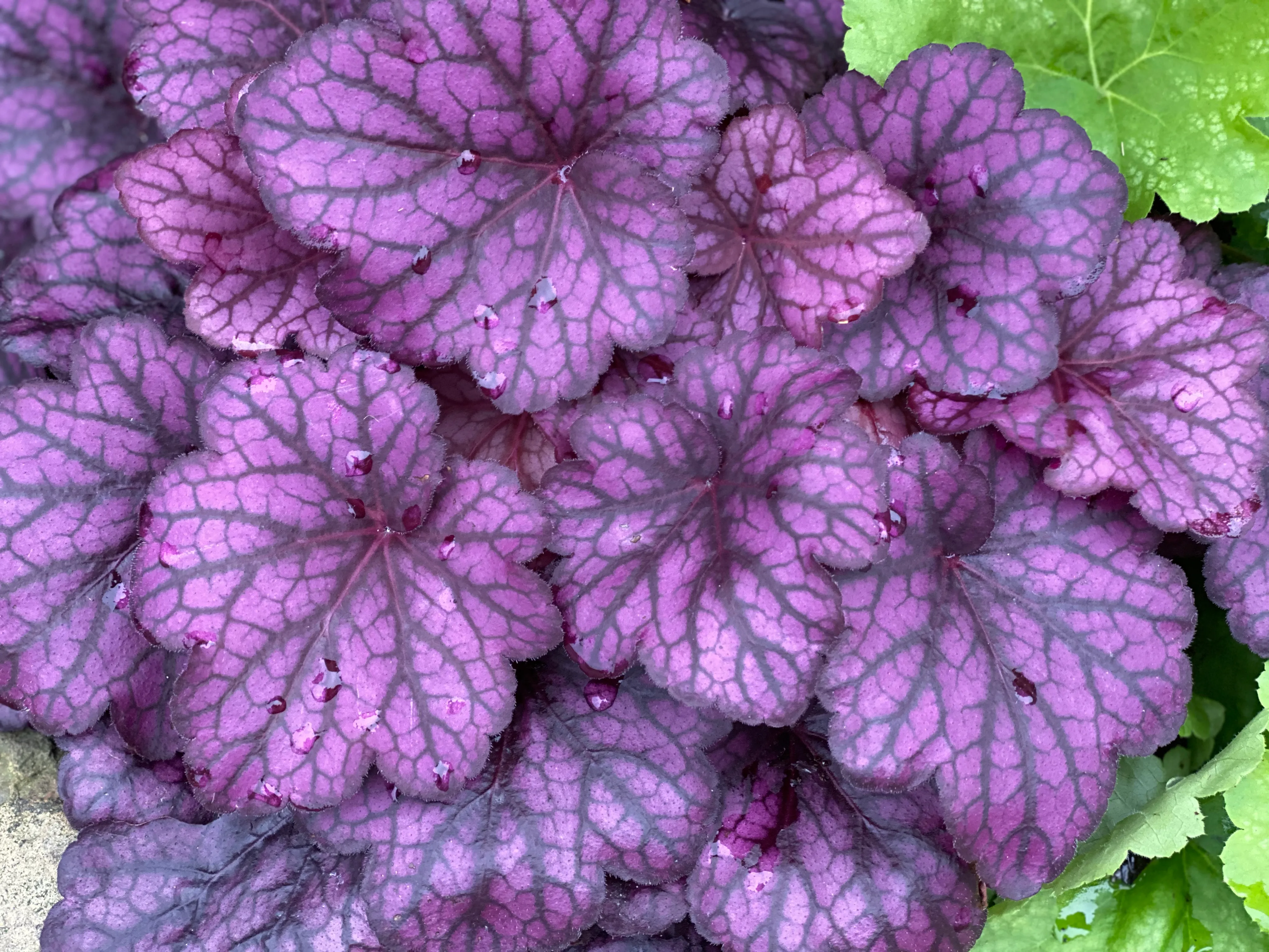 Wildberry Coralbell