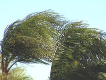 ‘시속 70마일’ 산타애나 강풍..“화재 위험 최고조”