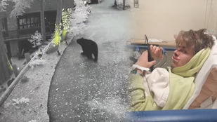 샌버나디노서 침실 창문으로 곰 공격..청년 부상