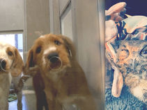 산불로 동물도 피해..개 · 올빼미 등 안전 이송