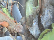 플로리다 한파에 기절..이구아나 5천 마리 집단 안락사