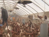 LA서 첫 ‘조류독감’ 감염자 확인..“가축 통해 감염”