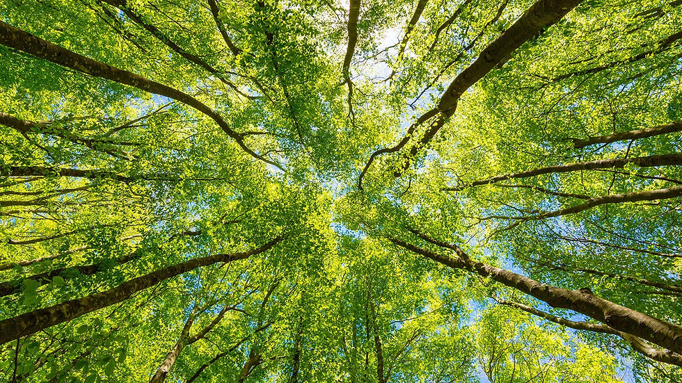 Nature project.. welcome.jpg