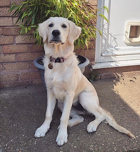 golden retriever