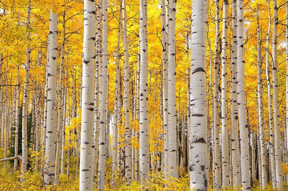 yellow aspens 2.jpg