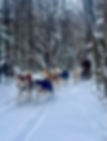 un attelage de chien de traineau dans la forêt québécoise en hiver