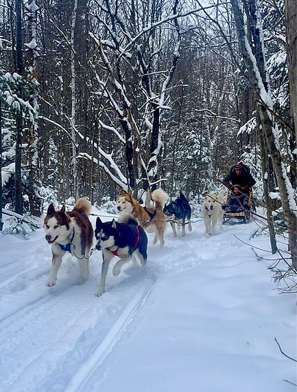 un attelage de chien de traineau dans la forêt québécoise en hiver