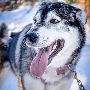 This very popular package will make you fully enjoy your vacation. Discover beautiful activities that are out of the ordinary. You will be charmed by the beauty and tranquility of the place and you will experience a winter adventure that will enchant you.
DOG SLEDDING
You will be expected at our office in the early afternoon to meet your guide who will explain the steps to follow in order to drive a dog sled. Become a ""musher"" for the time of the hike and take control of your team of Husky dogs. Then it's time to congratulate your dogs and have their picture taken with them!
SNOWMOBILE
Be ready to travel the snow-covered paths of the Laurentians. You will meet your guide, who will explain the operation of your snowmobile and inform you of the few safety rules to follow. You will be amazed by the beauty of the landscape and will discover magnificent viewpoints.
LAC MORENCY HOSTEL
2 nights with breakfast
Access to the indoor pool, sauna and exercise room
Also, take full advantage of the free activities offered by the Auberge: snowshoes, skates, tubing.