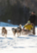 activité de chien de traineau dans les laurentides