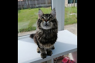 283c Maine Coon M.jpg