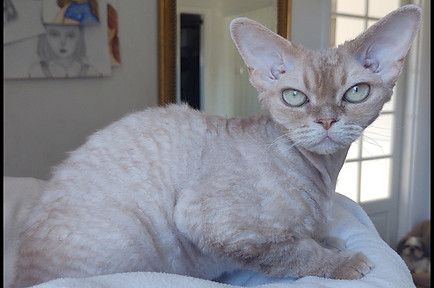 209a Devon Rex F.jpg