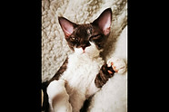 160c Devon Rex F.jpeg