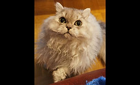 151d Selkirk Rex LH M.jpeg