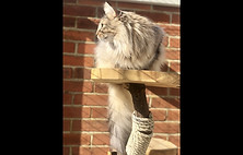 405c Norwegian F.jpeg