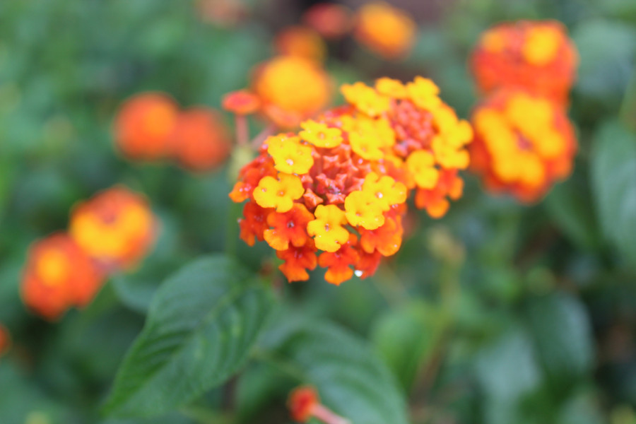 24497BD3-7D21-4109-AC7D-E550EFDB58C7.jpeg