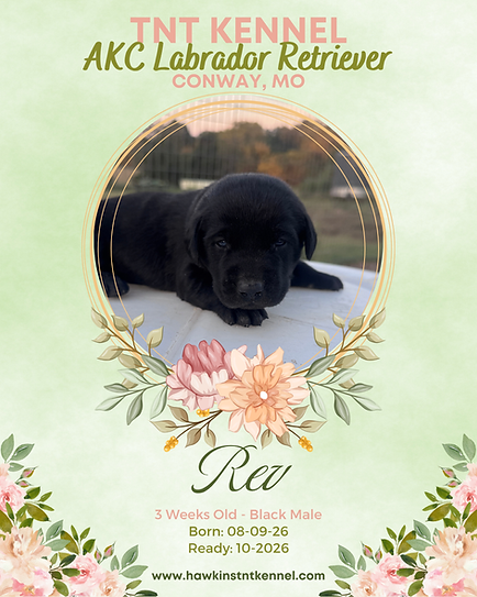 Rev Lime Green Collar  LRBM 3 Wks Old.png