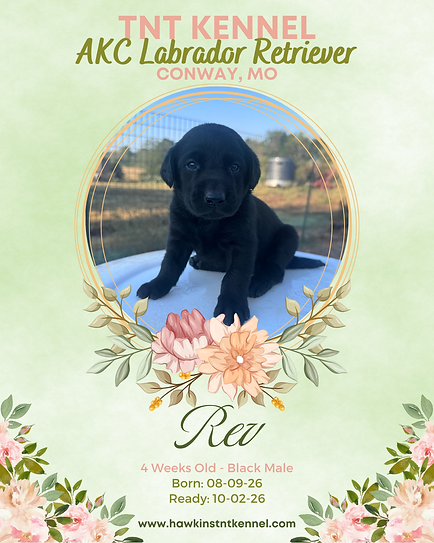 Rev Lime Green Collar LRBM 4 Wks Old.png