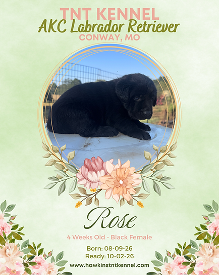 Rose Purple Collar LRBF 4 Wks Old.png