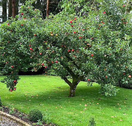 Hydee House apple tree
