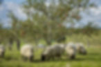 Image de verger pâturé par des moutons