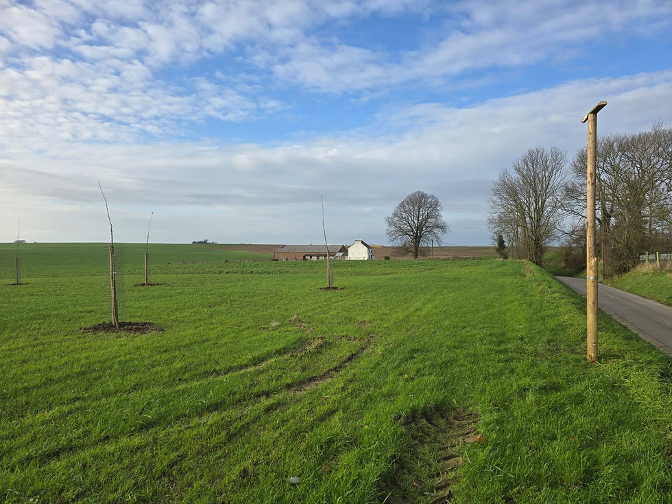 Verger hautes tiges pâturé