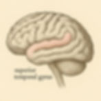 Superior Temporal Gyrus (STG) – a brain region located in the upper part of the temporal lobe, involved in processing auditory information and the perception of speech. It plays a central role in distinguishing sounds, interpreting language, and integrating audiovisual input. The STG is also implicated in higher-order functions like social cognition, prosody (the emotional tone of speech), and phonological mapping.