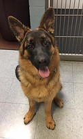Dog at Emmaus Animal Hospital