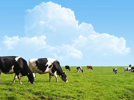 Thinking About Buying Half A Cow In Texas Yet