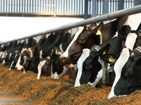 Half Cow Cost in Texas: What You Get When Buying Beef in Bulk