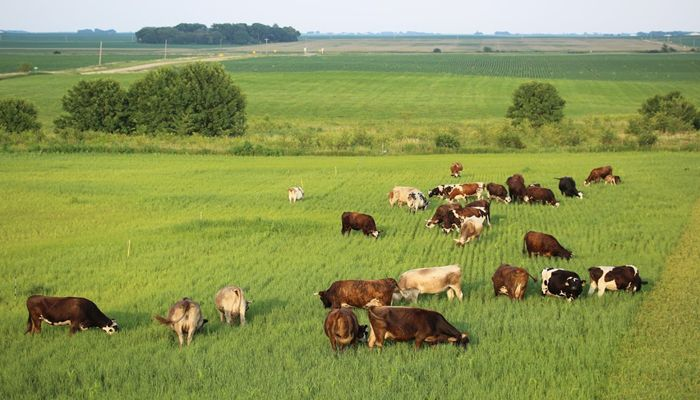 Why Grass Fed Beef Still Matters For Texas Families Today