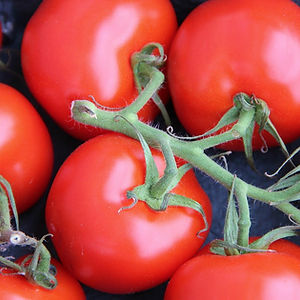 Tomate grappe