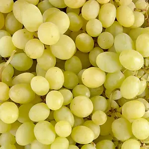 Raisin blanc sans pépin