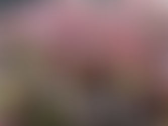 太陽光線とアントシアニン