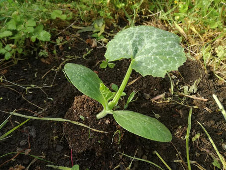 夏野菜の定植と事前準備