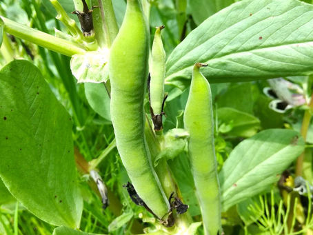 2017.4.25 本日出荷のお野菜セット